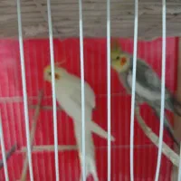 سلام عروس هلندی فروشی