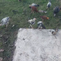 واکسن خورده سلام|حیوانات مزرعه|سنگر, |دیوار