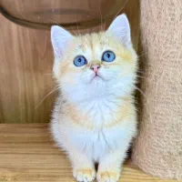 بچه گربه بریتیش ny12 فوق‌العاده شیطون و بازیگوش