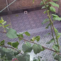 رهن خانه ویلایی شکاره یک فتح یک