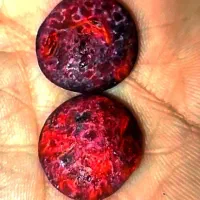 مهره ی  عجیب دریایی