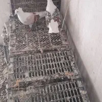 معاوضه|پرنده|بروجرد, |دیوار