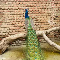 طاووس نر۳ساله