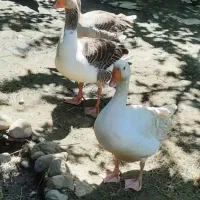 جوجه غاز یک ماهه و دو