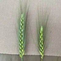 پخش محلول هیومیک رفع زردی و افزایش تناژ رامشیر