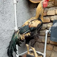 خروس لاری اصیل ۴دونگ ومرغ تخم گذار