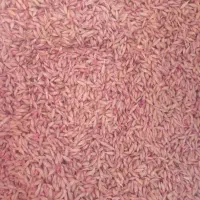 جو آبی بهمن شش پر بذری