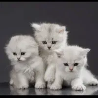 هایپر گربه بریتیش و اسکاتیش سفید