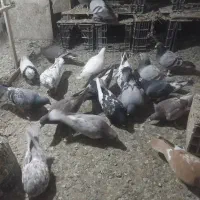 کفتر شهرستانی یکجا|پرنده|بومهن, |دیوار