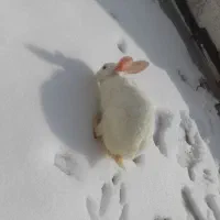 خرگوش|موش و خرگوش|کرمانشاه, |دیوار