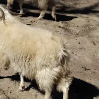 بز محلی ابستن