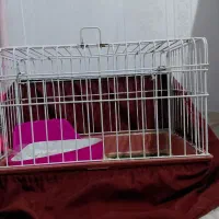 قفس خرگوش،خوکچه هندی