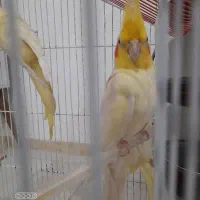 عروس هلندی فروشی|پرنده|مینودشت, |دیوار