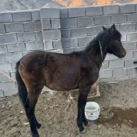 فروش کره اسب|اسب و تجهیزات اسبسواری|قوچان, |دیوار