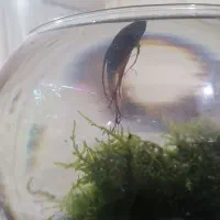 اکواریوم باماهی وهیتر وماسه عربی وشریمپ|ماهی|قم, پردیسان|دیوار