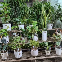 گل روز مادر *گلخانه من *