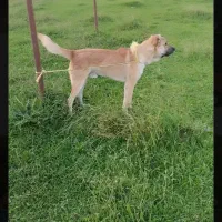 سگ نگهبان|سگ|لاهیجان, بازکیاگوراب|دیوار