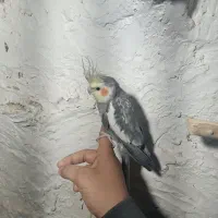 عروس هلندی|پرنده|کهریزک, |دیوار