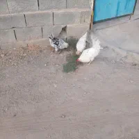 تخم مرغ گلین|حیوانات مزرعه|دالاهو, |دیوار