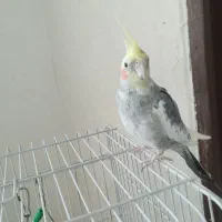 عروس نر|پرنده|قدس, شهرقدس|دیوار