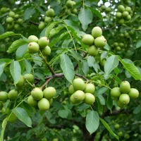 نهال گردو لیپ پولی با ارسال به سراسر ایران|حراج|خرمدره, |دیوار