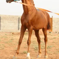 اسب درهشوری