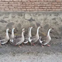 ۸عدد.قوغاز‌اوکراینی سنگین وزن به فروش می‌رسد