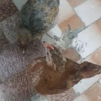 جوجه