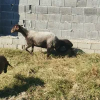 گسفند داشتی عالی|حیوانات مزرعه|قائمشهر, |دیوار