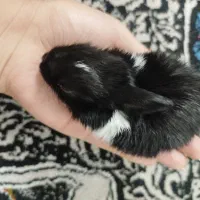 بچه خرگوش|موش و خرگوش|فسا, |دیوار