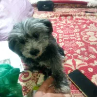 سگ سگ|سگ|کرمانشاه, |دیوار