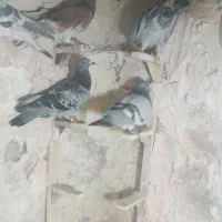 فروشی کبوتر نر