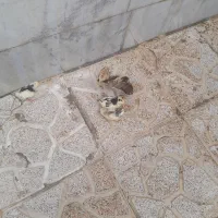 ۶عدد جوجه نژاد دار. فوری به فروش میرسد فوری.