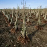 آخرین فرصت خرید نهال کبوده با 30٪ تخفیف ویژه