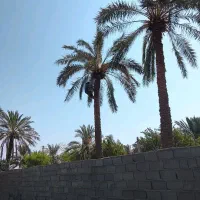 بریدن درخت و نخل و هرس نخل و تقویت و سمپاشی نخل