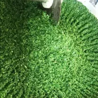 انواع سبزی آشی، قرمه و ... پاک و خورد شده فقط ۷۵|خوردنی و آشامیدنی|بندر انزلی, گیلار|دیوار