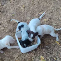 توله شکاری یا دمبلانی عالی موقع یادگیری هستن|سگ|مینودشت, |دیوار