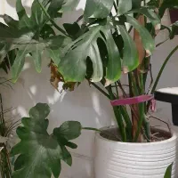 گل انجری و گل ها|گل و گیاه طبیعی|مشهد, آبادگران|دیوار