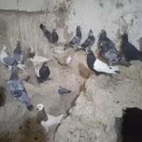 600000|پرنده|کرباسک, |دیوار