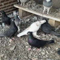 کبوتر|پرنده|ساوه, |دیوار