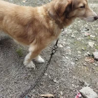 سگ پاکوتاه ماده