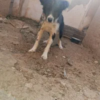 سگ قدر جونی