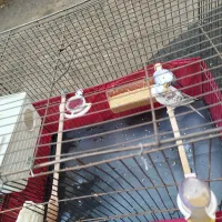 مرغ عشق جفت|پرنده|قدس, شهرقدس|دیوار