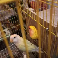 یک جفت برزیلی مولد