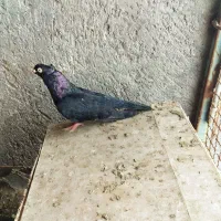 صرب نر و ماده زرد آبادانی