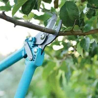 هرس برش درخت و خدمات باغبانی|خدمات باغبانی و درختکاری|اصفهان, خرم|دیوار