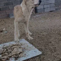 توله سگ|سگ|قائن, |دیوار