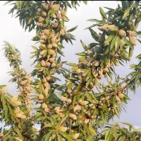 نهال میوه وبادام درجه‌یک با ضمانت اصالت و سلامت