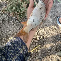 لوازم جانبی ماهی آمو.کپور.