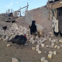 بزآبستن|حیوانات مزرعه|قم, بوستان جوان|دیوار